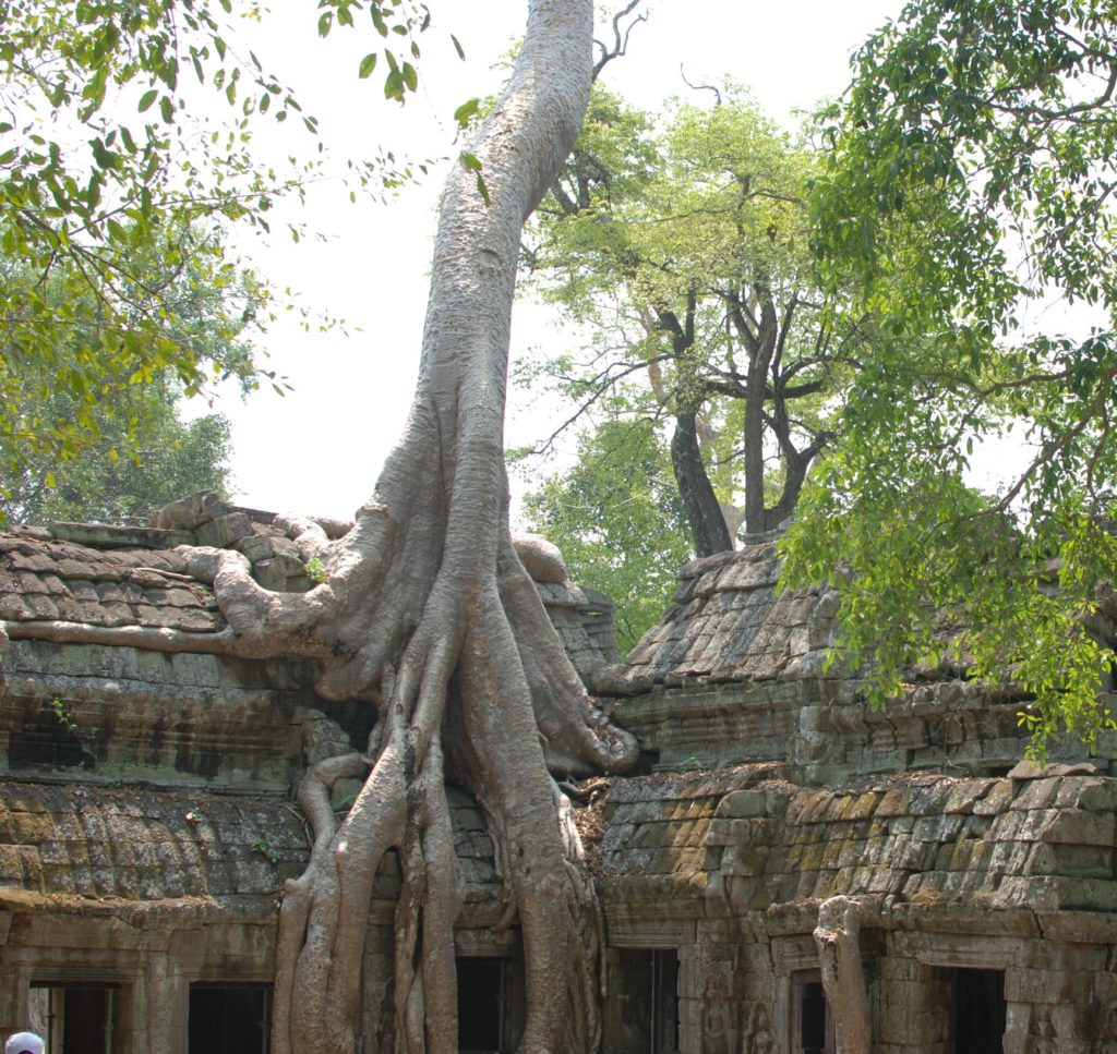 Tree roots growing out of a crumbling temple in Cambodia.
